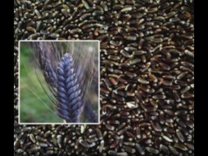 Black wheat 1200 Black wheat