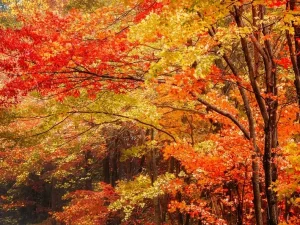 autumn leaves 23185218040