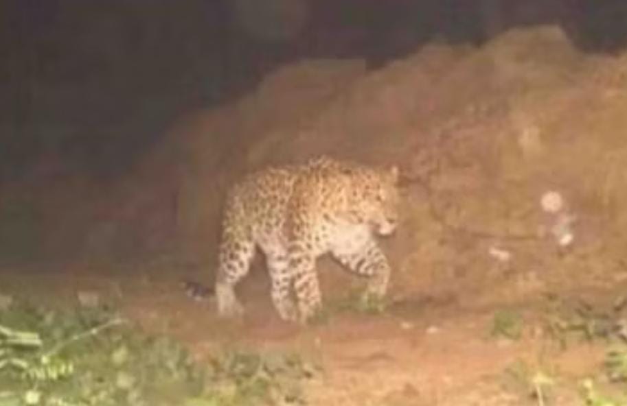 Leopard Seen Again Leopard Seen Again