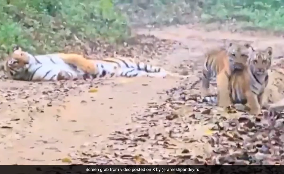 A Heart Touching Video Shared by IFS Officer