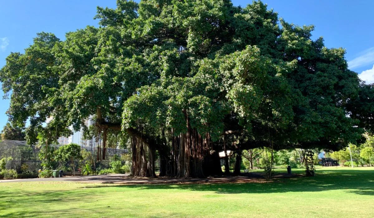 BANYAN-TREE-FEATURE-compressed