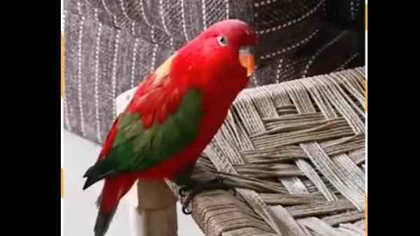 redparrot01-1655368648