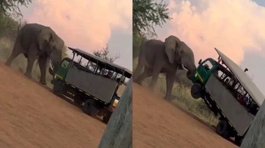 7066c875792e4876ff5ca4651a86575a6b2940d7ba96bcd08dd392b78ad55d8d Elephant Attack on Truck: