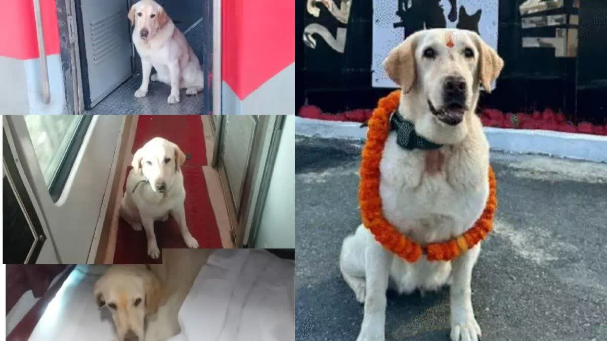 Meru Dog Retired