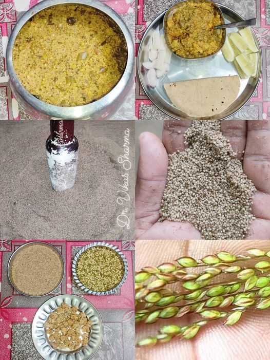 440005842_25334388676175553_4606778829388171508_n millets Panicum antidotale