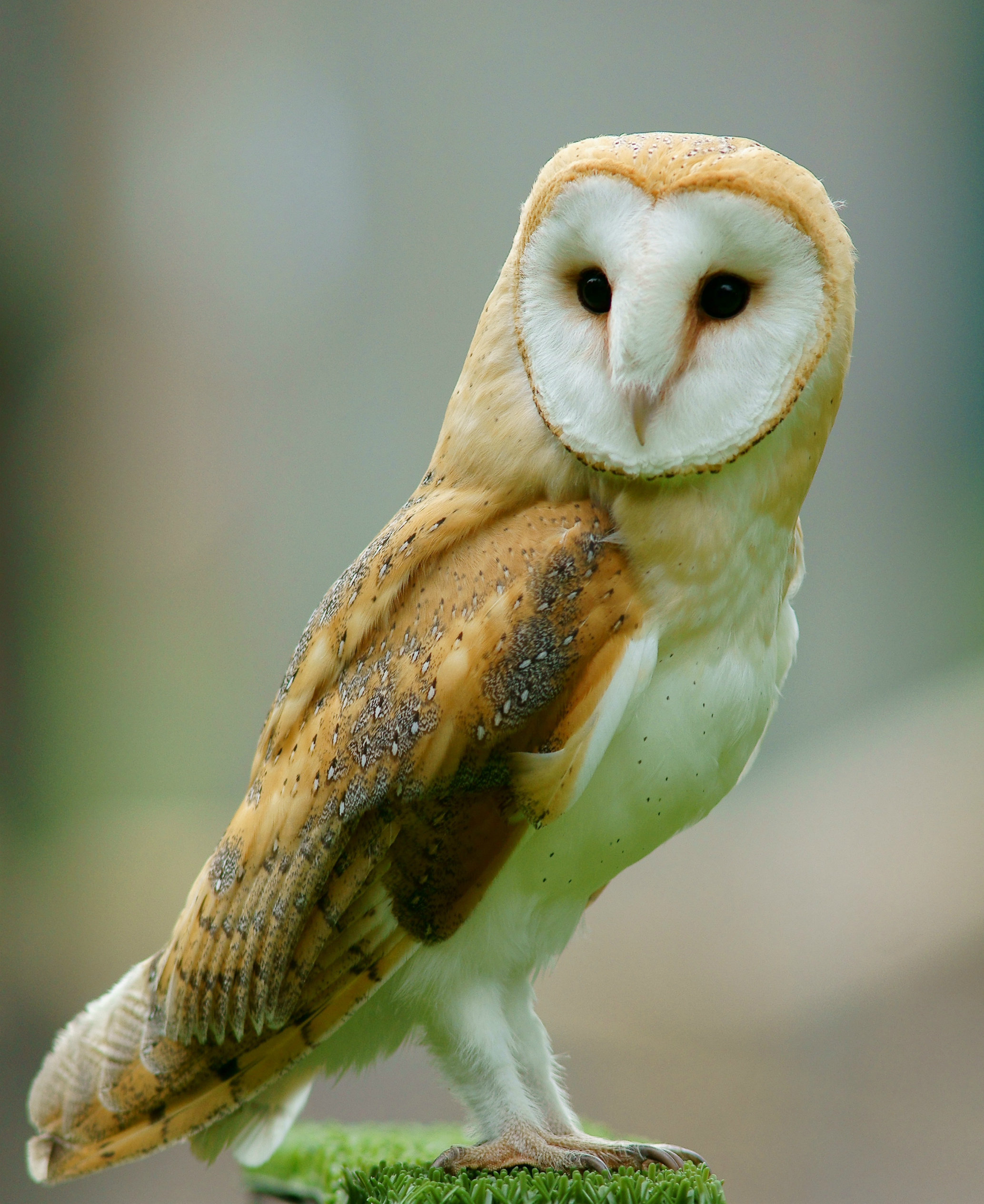 SONY DSC Common-Barn Owl Tyto Alba