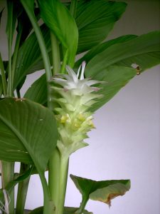 FleurDeCurcuma1 FleurDeCurcuma1