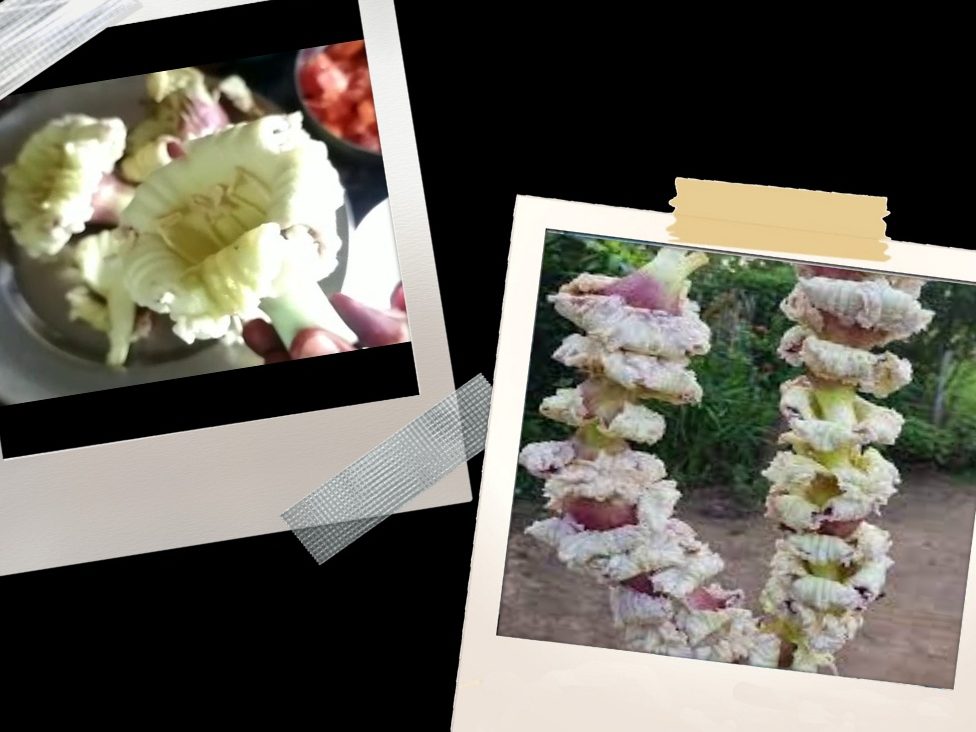 collage (1) Sona Patha Oroxylum Indicum