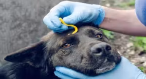 congo fever virus in dogs