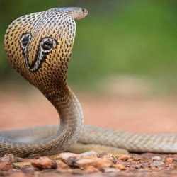 images - 2024-07-15T194517.857 16 July is World Snake Day