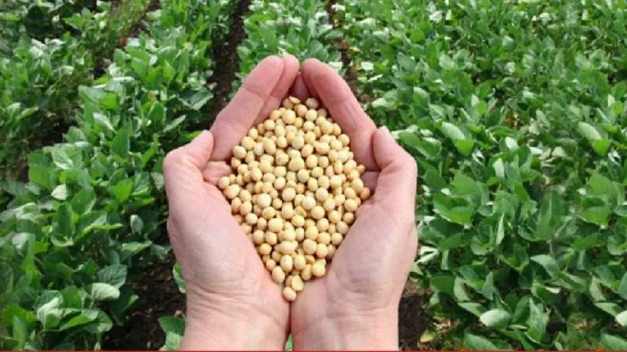 soybean1-compressed