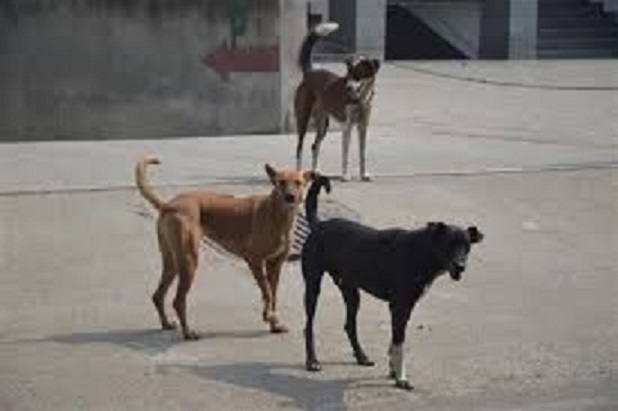 street dogs