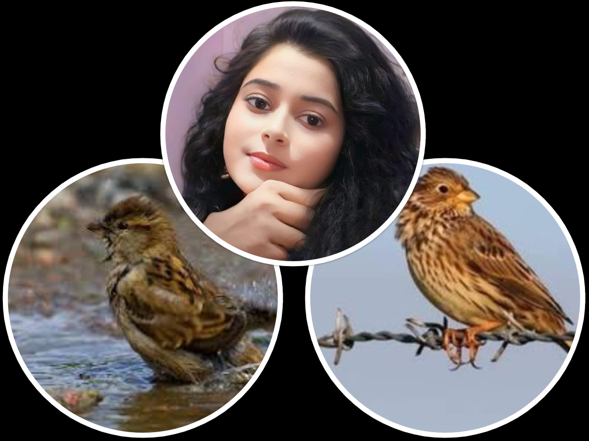 collage (16) कविता: भीगी चिड़िया