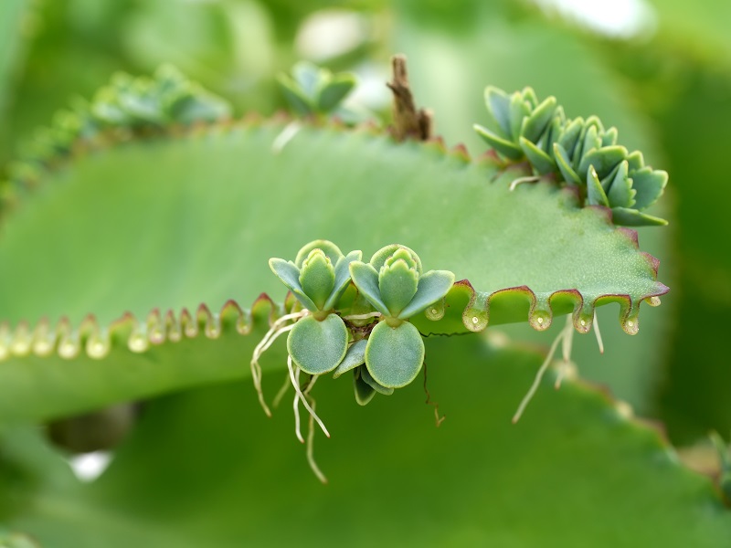 Close,Up,Of,Kalanchoe,Pinnata,Plant