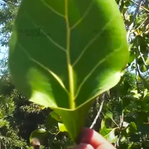 makhan katori2