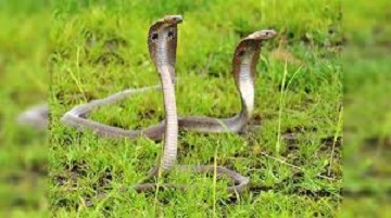 snakes