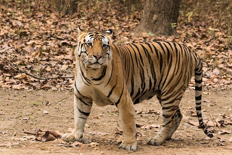 Royal_Bengal_Tiger_at_Kanha_National_Park