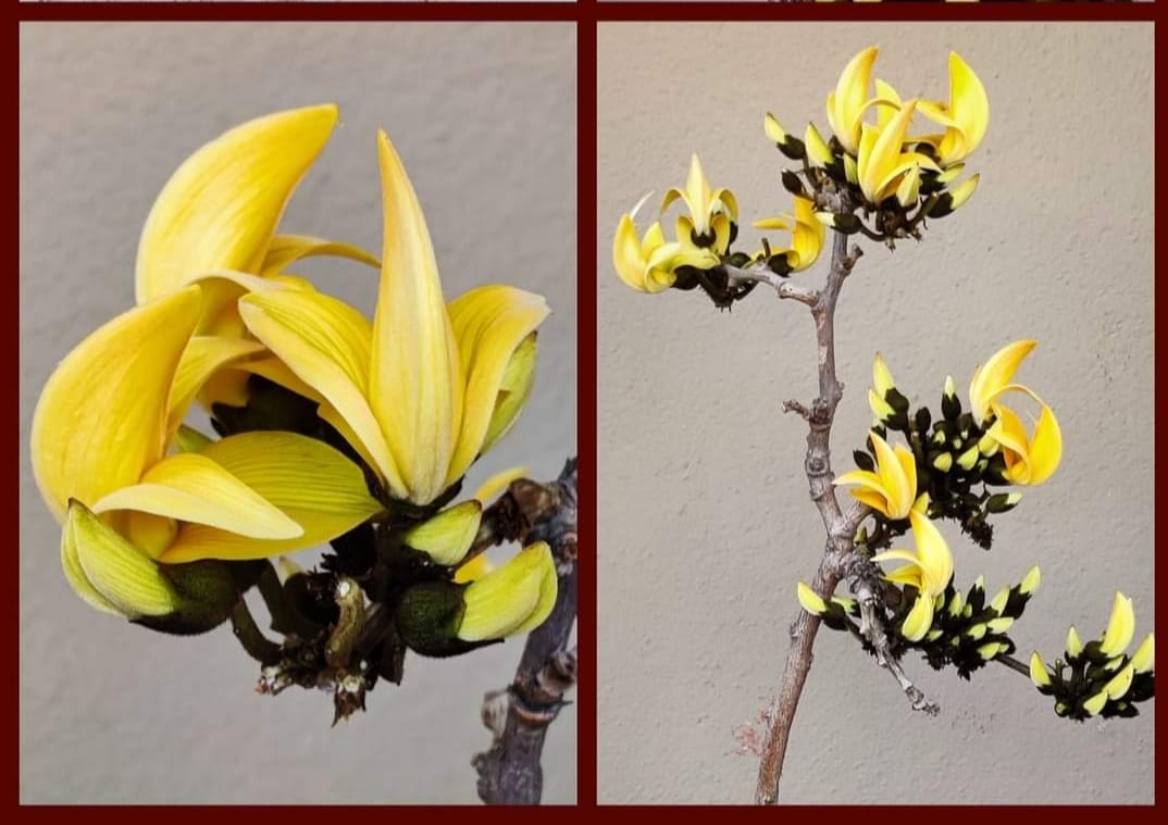 WhatsApp Image 2024-09-28 at 11.31.47 Autobiography of Yellow Palash