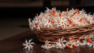 parijat in puja benefits parijat in puja benefits