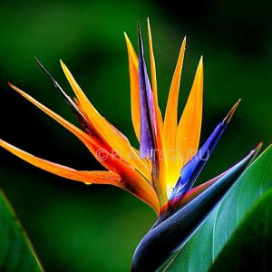 bird of paradise floral 800x800 1 bird of paradise floral 800x800 1