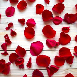 rose 6 rose 6