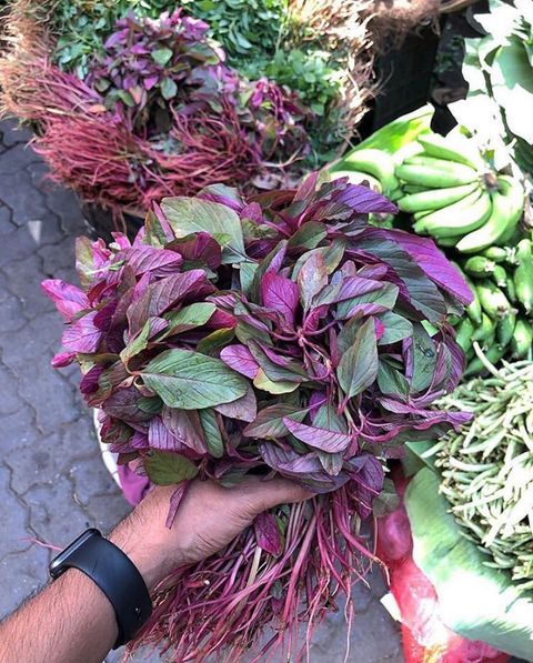 Amaranthus Cruentus or Red Bhaji