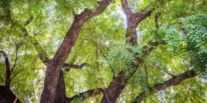 Neem Tree Neem Tree