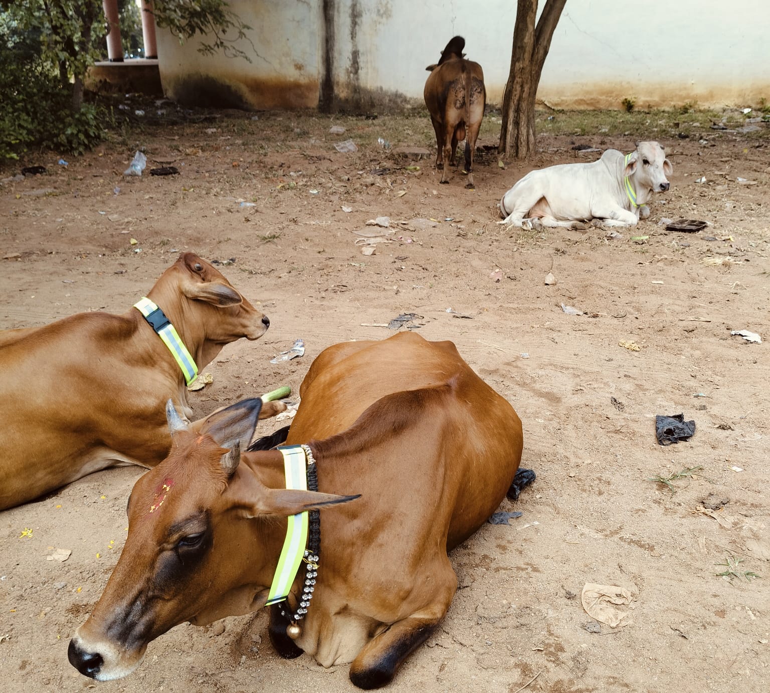 WhatsApp Image 2024-11-03 at 16.45.36 (1) Cow Protection: Vivekanand Cell put radium belts on the cows walking on the road