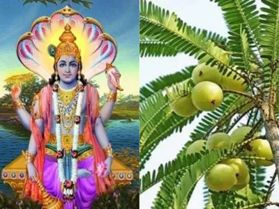 amla-navami_1