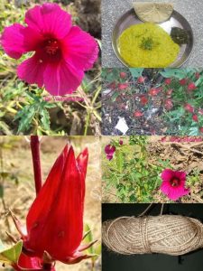 470571402 27889989097282152 2436931497786058179 n Herbal Medicine Ambadi