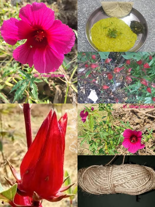 Herbal Medicine Ambadi : अनाड़ी बनने से अच्छा है, अंबाडी बनाइये विटामिन ...