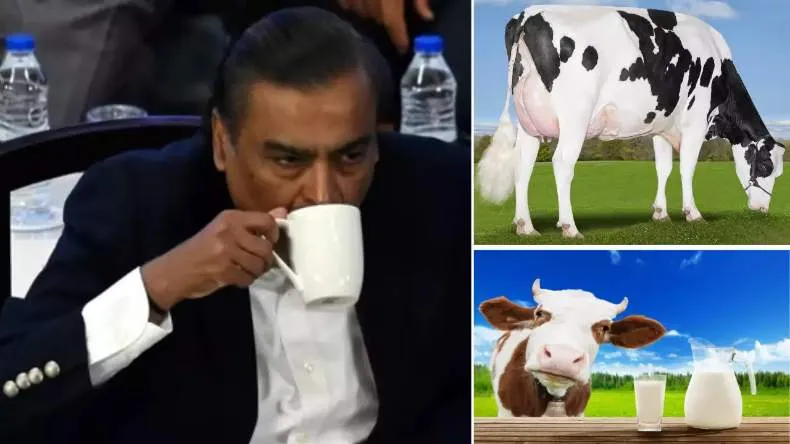 Holstein Friesian Cow Milk Benefits Holstein Friesian Cow Milk Benefits