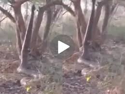 Giant python