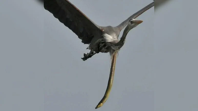 o6t15tc_eel-escaped-from-herons-stomach_625x300_28_December_24