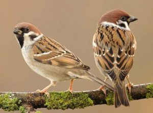 Sparrow Sparrow