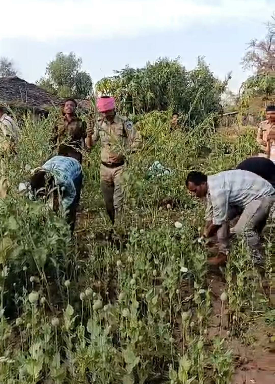 Illegal Opium Plants Siezed
