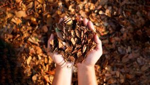 how to use dry leaves how to use dry leaves