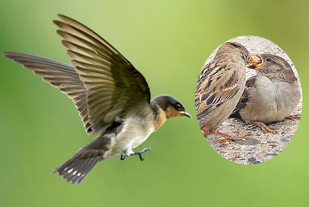 bird_