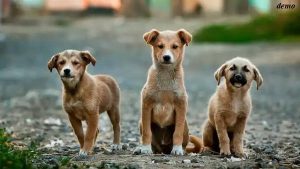 dogpuppy 1654315335 dogpuppy 1654315335