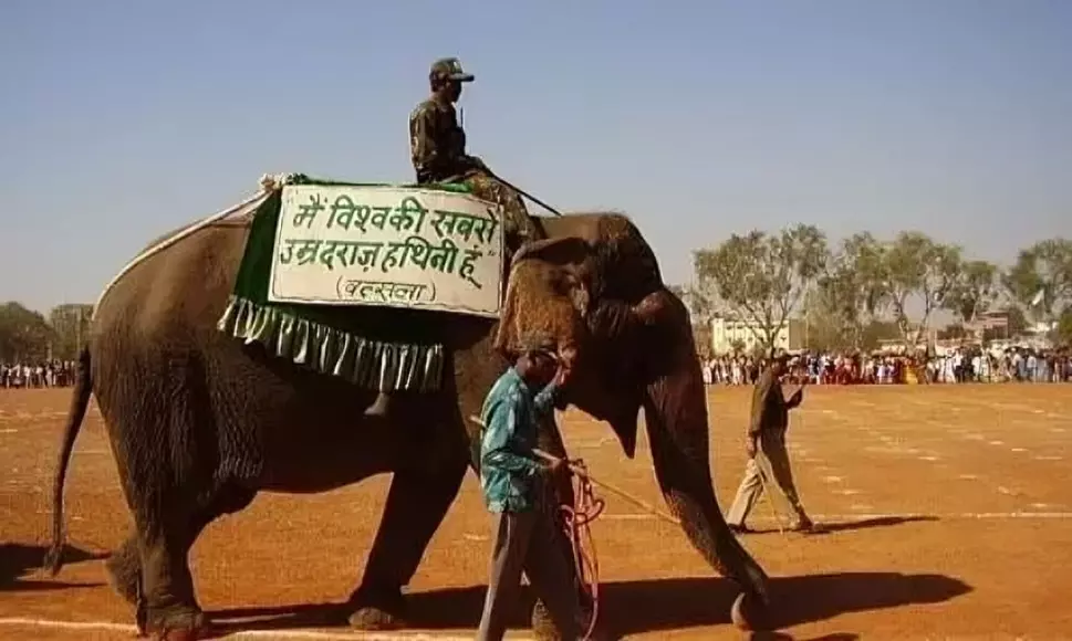 Vatsala, the World's Oldest Female Elephant