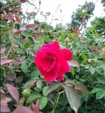 IMG-20250722-WA0013