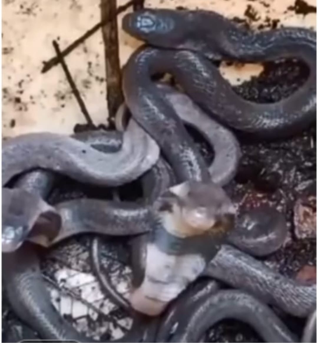 Baby Snakes Found in Temple Wall