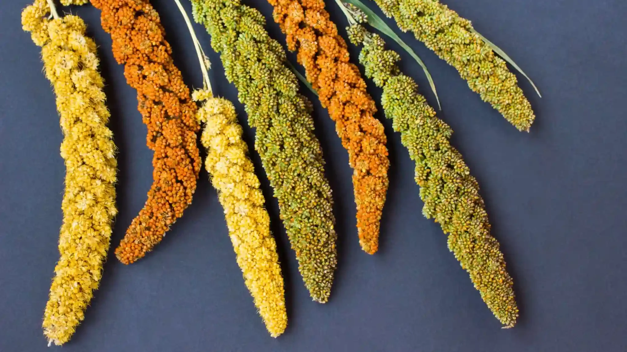 Types of Millets 2048x1152 1 Types of Millets 2048x1152 1