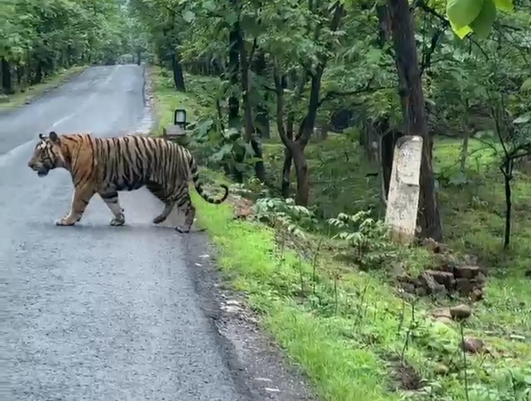 WhatsApp Image 2025-07-05 at 12.26.49 Tiger Crossing Road