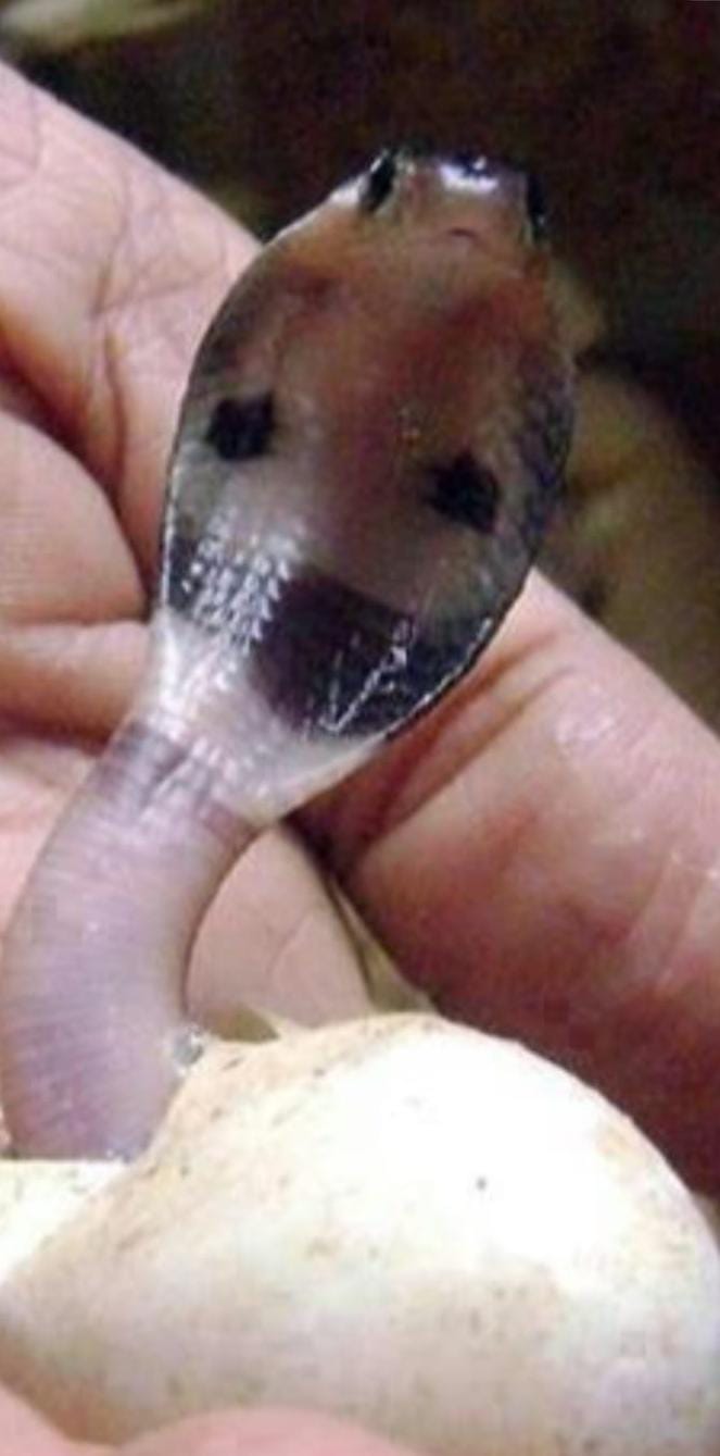 WhatsApp Image 2025 07 29 at 08.13.08 Newborn Snake