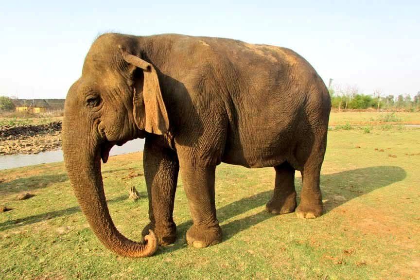 Vatsala, the World's Oldest Female Elephant