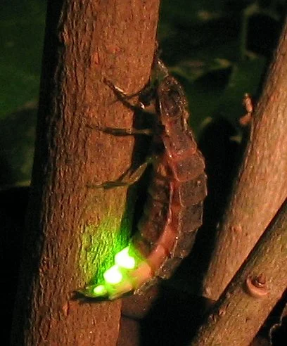 lampyris_noctiluca-female- lampyris Noctiluca
