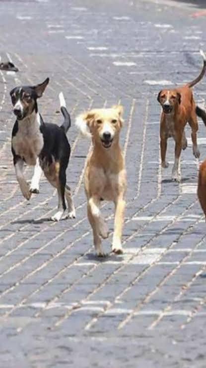 530869057 24512762411668707 6272096454170581353 n satire: stray dogs and supreme court's decision