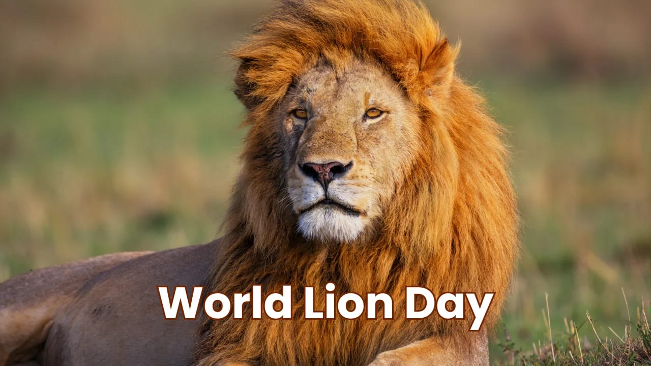 10th August World Lion Day 10th August World Lion Day