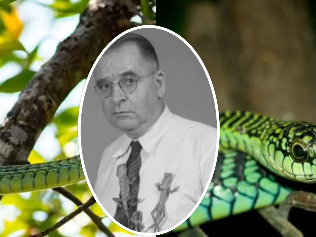 Boomslang Snake Venom &Carl P. Schmidt Boomslang Snake Venom &Carl P. Schmidt